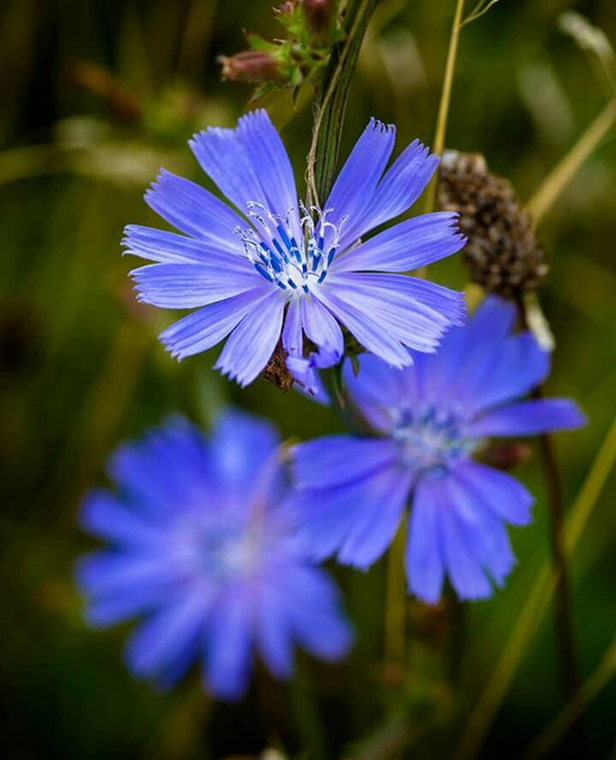 Chicory Root Inulin