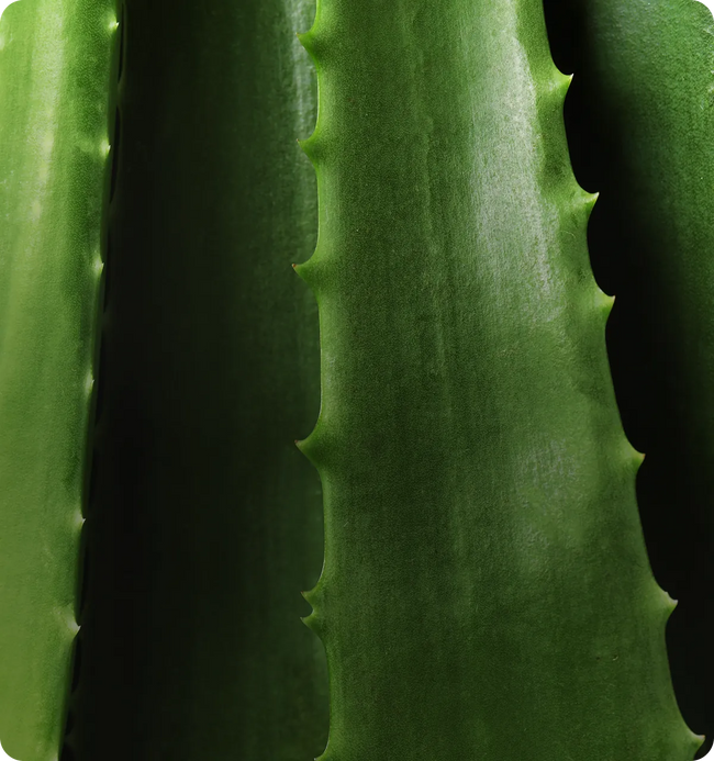 Enclave BioActives product information